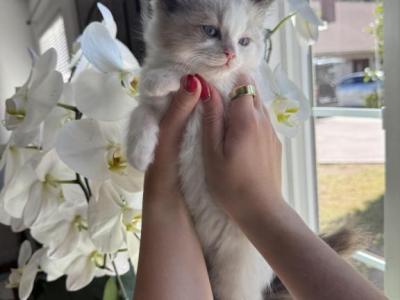 Pumpkin - Ragdoll - Gallery Photo #1