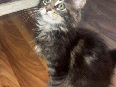 MaleMaineCoon - Maine Coon - Gallery Photo #1