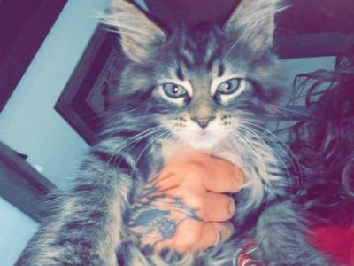 MaleMaineCoon - Maine Coon - Gallery Photo #1