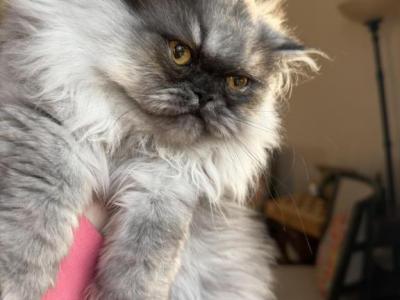 Luna - Persian - Gallery Photo #1