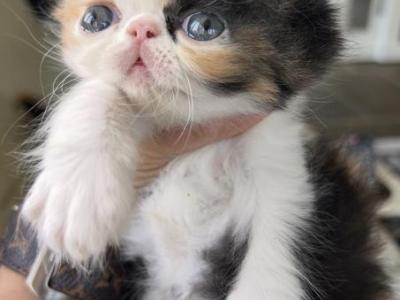 Calico - Persian - Gallery Photo #1