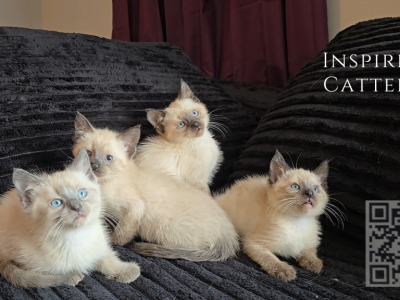 Siamese Kittens Ready July 7th - Siamese - Gallery Photo #1