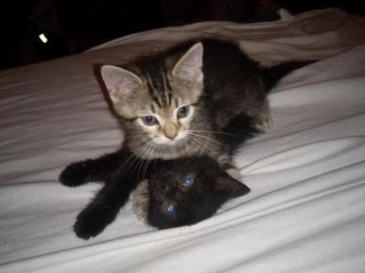 Tabby Two - Domestic - Gallery Photo #1