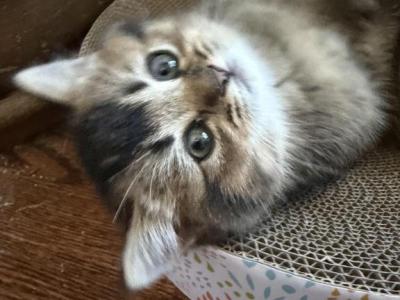 Dora - Scottish Straight - Gallery Photo #1