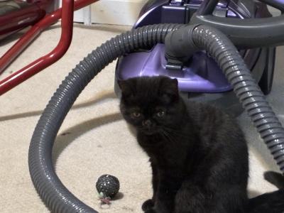 Lilly - Scottish Straight - Gallery Photo #1