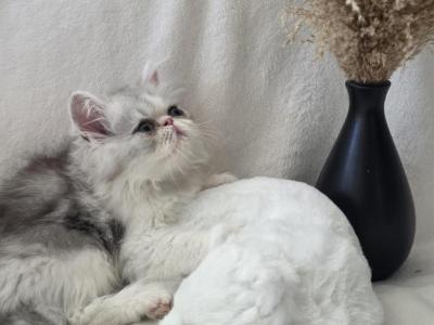Persian - Persian - Gallery Photo #1