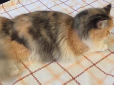 Callies Babies - Ragdoll - Gallery Photo #1
