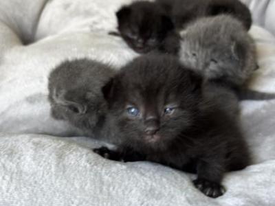 Ragdoll Mix - Ragdoll - Gallery Photo #1