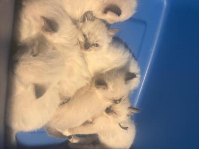 Ragdolls - Ragdoll - Gallery Photo #1