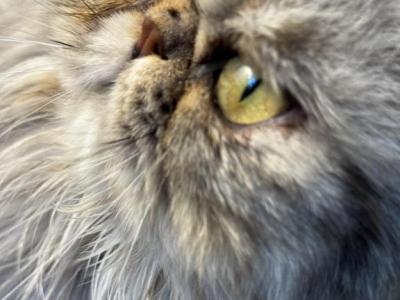 SP04 Opal Silver Shaded Tortie Smoke Available - Persian - Gallery Photo #1