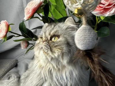 SP04 Opal Silver Shaded Tortie Smoke Available - Persian - Gallery Photo #1