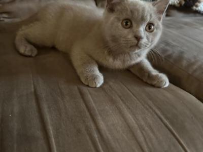 Durango From Tutti Frutti Katsumi - British Shorthair - Gallery Photo #1