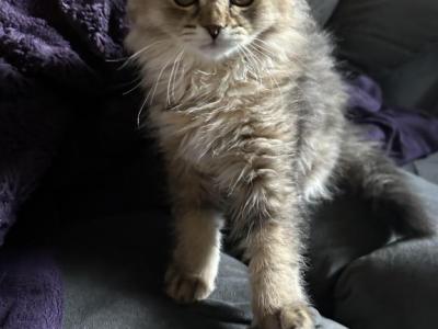 Erica From Q'Bella - British Shorthair - Gallery Photo #1