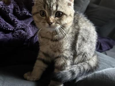 Ellie From Q'Bella - British Shorthair - Gallery Photo #1