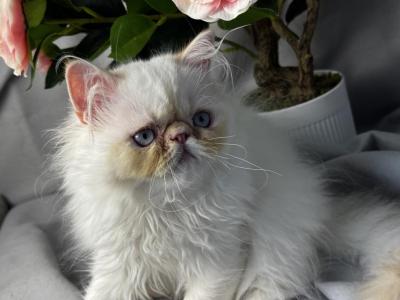 CFA FR10 Apolo FLAME POINT MALE - Himalayan - Gallery Photo #1
