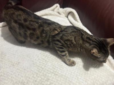 Charcoal Bengal - Bengal - Gallery Photo #1