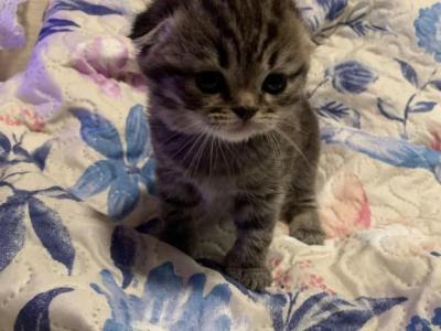 Bonnie - Scottish Fold - Gallery Photo #1