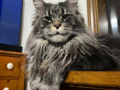 Zara Huge Blue Tabby Female - Maine Coon - Gallery Photo #1