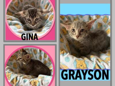 Munchkin Bengal GENETTA - Munchkin - Gallery Photo #1