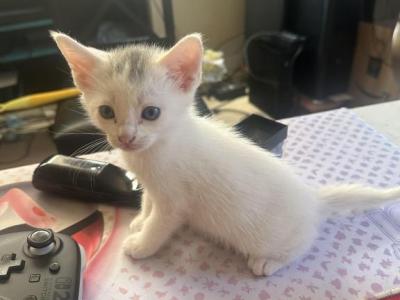 Chowder - Domestic - Gallery Photo #1