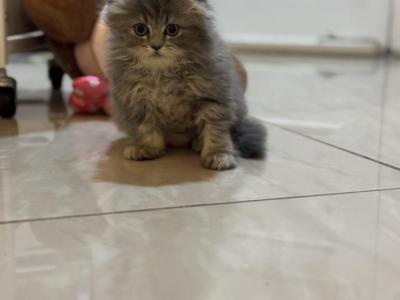 Teddy - Scottish Fold - Gallery Photo #1