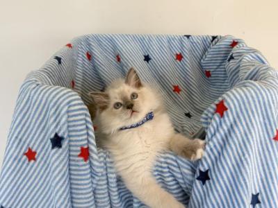 TICA Blue Mitted Bentley - Ragdoll - Gallery Photo #1