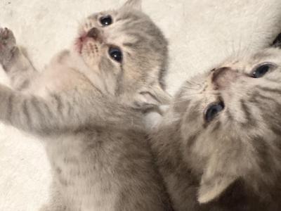 Whiskers Empire - British Shorthair - Gallery Photo #1
