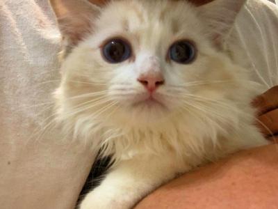 MILA - Ragdoll - Gallery Photo #1