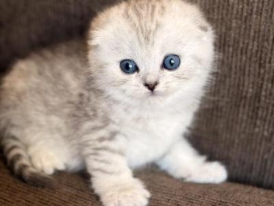 Bella - Scottish Fold - Gallery Photo #1