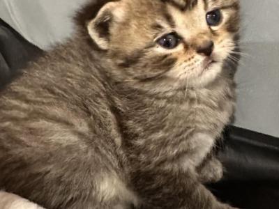 Precious Paws - British Shorthair - Gallery Photo #1
