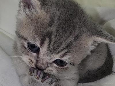 Whiskers - British Shorthair - Gallery Photo #1