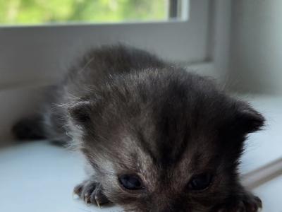 Whiskers Kittens - British Shorthair - Gallery Photo #1