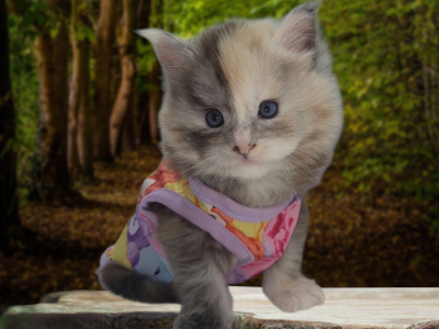 Blossom Blue Eyed Tortoiseshell - Maine Coon - Gallery Photo #1