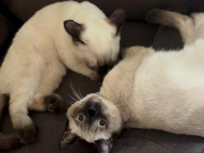 LUNA - Siamese - Gallery Photo #1
