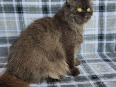 Jane - Persian - Gallery Photo #1