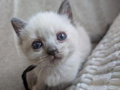 Trooper - Ragdoll - Gallery Photo #1