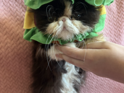 Dolly - Persian - Gallery Photo #1