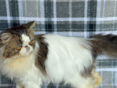 Oreo - Persian - Gallery Photo #1
