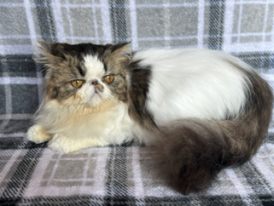 Oreo - Persian - Gallery Photo #1