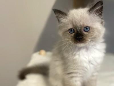 Ragdoll Girl Seal Point Mitted TICA Registered - Ragdoll - Gallery Photo #1