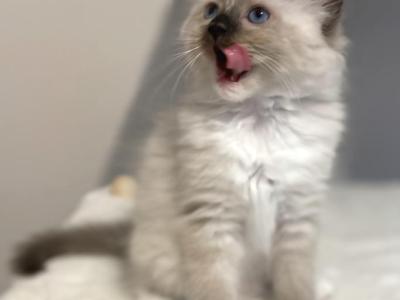 Ragdoll Girl Seal Point Mitted TICA Registered - Ragdoll - Gallery Photo #1