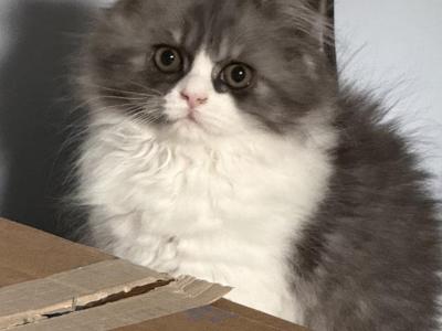 Baw - Persian - Gallery Photo #1