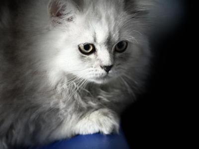 Zoke - Persian - Gallery Photo #1