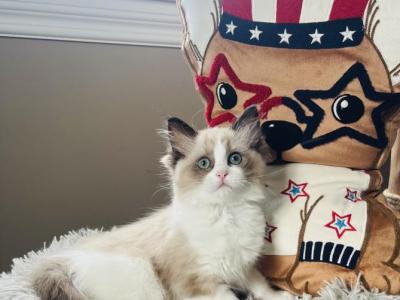 Hippy - Ragdoll - Gallery Photo #1