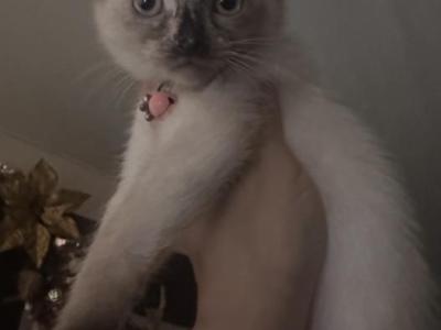 Stormi - Siamese - Gallery Photo #1
