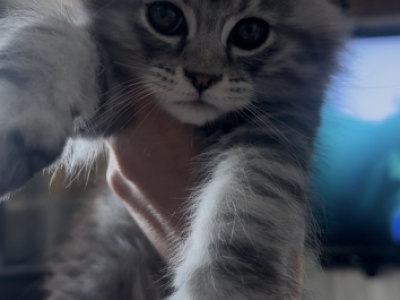 Kia - Maine Coon - Gallery Photo #1