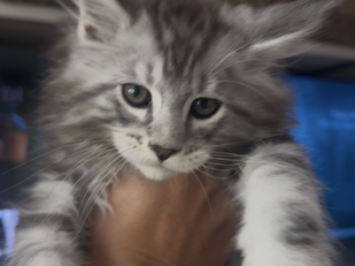 Bo - Maine Coon - Gallery Photo #1
