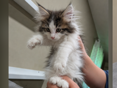 Maine Coons - Maine Coon - Gallery Photo #1