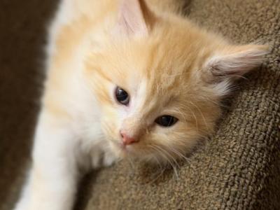 Quasi - Maine Coon - Gallery Photo #1