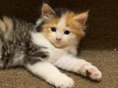 Kimchi - Maine Coon - Gallery Photo #1